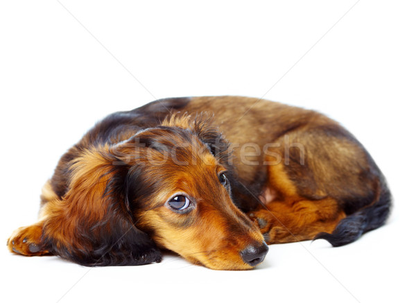 Stock foto: Welpen · Dackel · weiß · Hund · Haustiere · isoliert