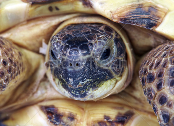Photo of a turtle close up Stock photo © cookelma