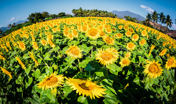 Girasoles foto campo ojo de pez lente cielo Foto stock © cookelma