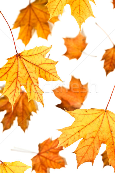 Maple leaves fall Stock photo © cookelma