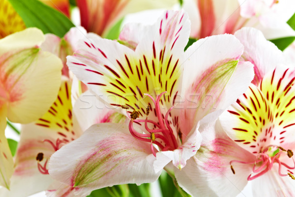 Stockfoto: Orchidee · foto · witte · bloem · voorjaar