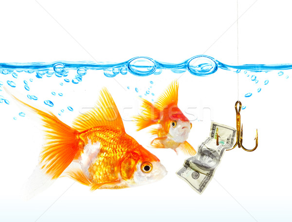 Gold small fishes under water  Stock photo © cookelma