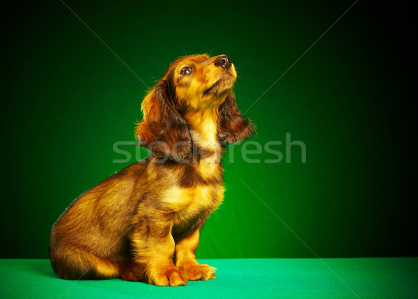 Puppy teckel groene dier cute een Stockfoto © cookelma