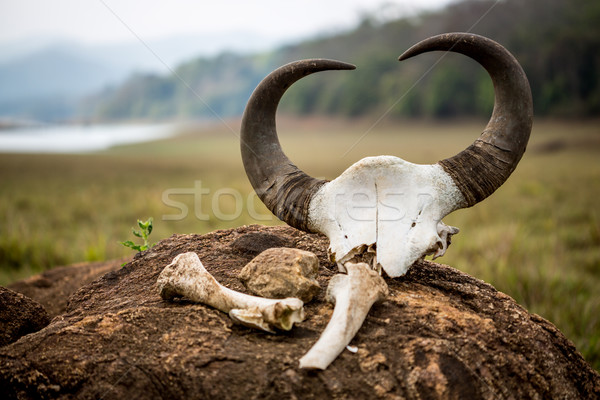 インド バイソン 頭蓋骨 骨 リザーブ 公園 ストックフォト © cookelma