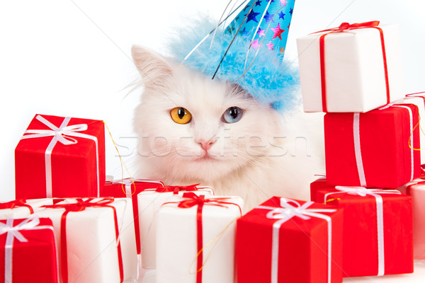 Stok fotoğraf: Beyaz · kedi · hediyeler · göz · doğum · günü · kutu