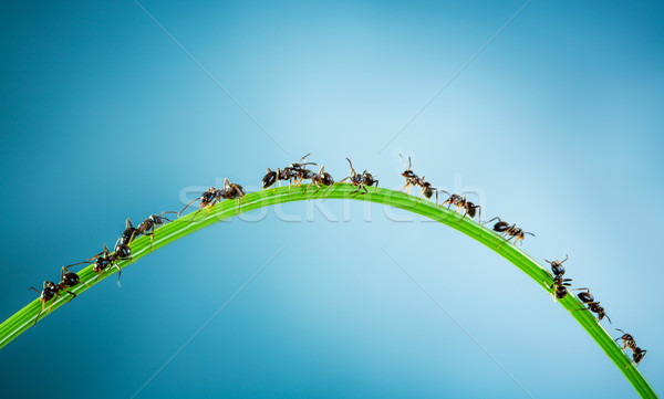 équipe fourmis courir autour vert lame [[stock_photo]] © cookelma