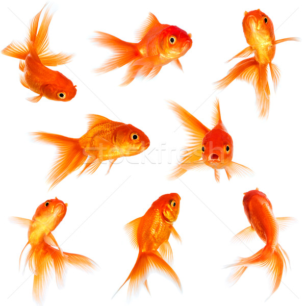 Goldfish Stock photo © cookelma