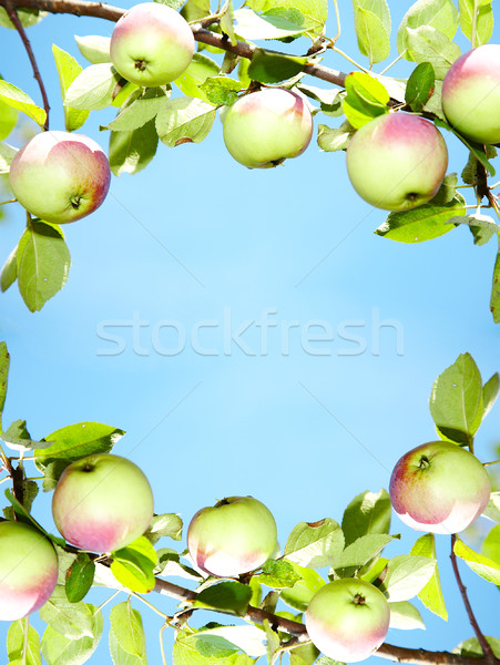 Appels frame tak voedsel natuur Stockfoto © cookelma