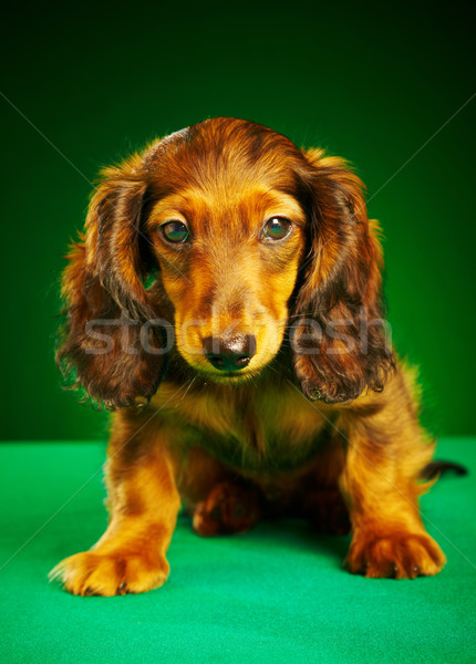Kutyakölyök tacskó zöld állat aranyos egy Stock fotó © cookelma