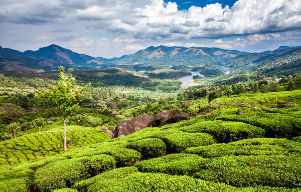 Stock photo: Tea plantations in India