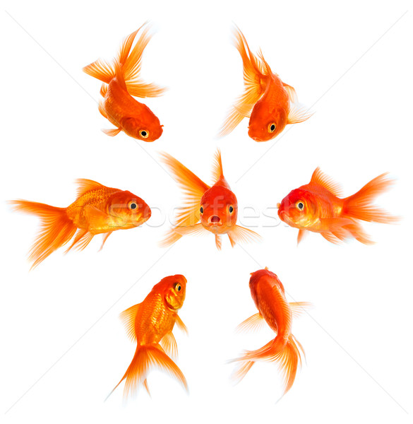 Goldfish dezaprobata tłum grupy zespołu złota Zdjęcia stock © cookelma