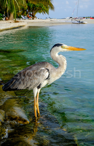 Grey Heron Stock photo © cookelma