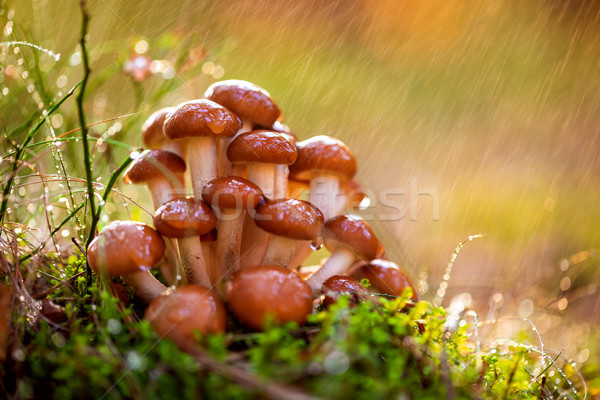 Armillaria Mushrooms of honey agaric In a Sunny forest in the ra Stock photo © cookelma