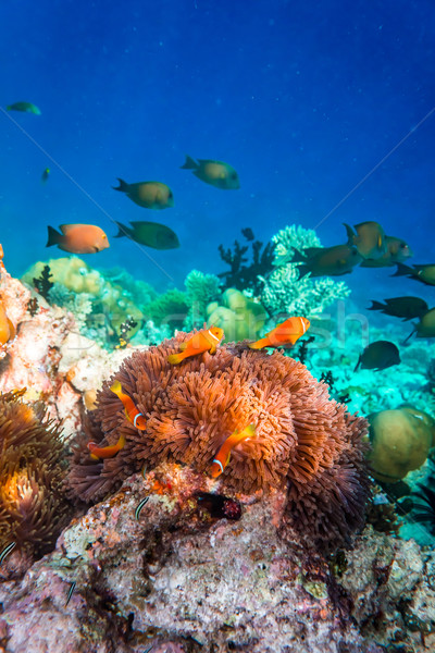 Anemonefish Stock photo © cookelma