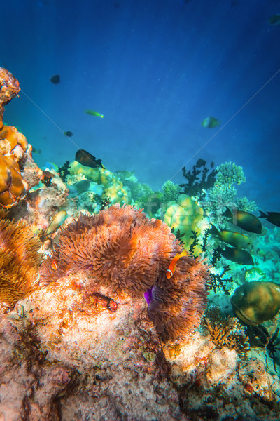 Anemonefish Stock photo © cookelma