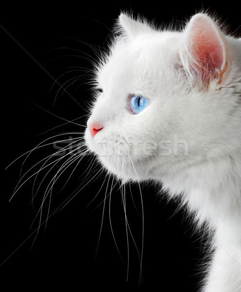 Stock photo: Portrait of a white cat
