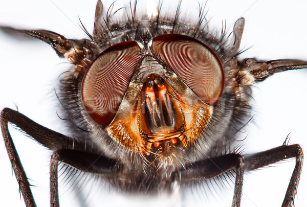 Housefly close-up. Stock photo © cookelma