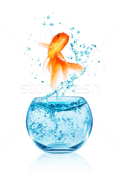 Goldfish jumping fuori acquario isolato bianco Foto d'archivio © cookelma