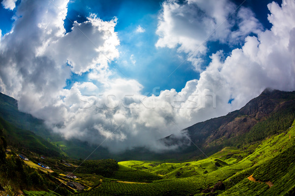 Tea plantations in India Stock photo © cookelma