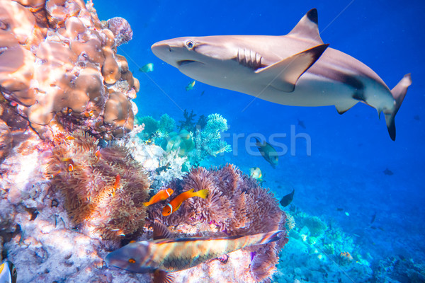 Stock photo: Tropical Coral Reef.