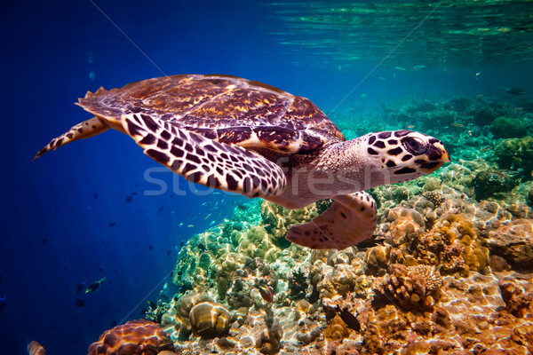 Hawksbill Turtle - Eretmochelys imbricata Stock photo © cookelma