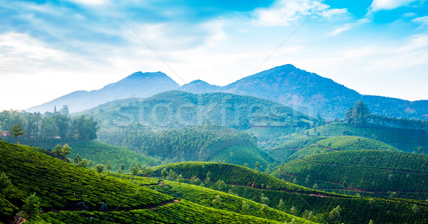 ストックフォト: 茶 · インド · 風景 · 空 · 春 · 木材