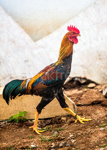 Foto stock: Galo · foto · caminhada · branco · parede · frango