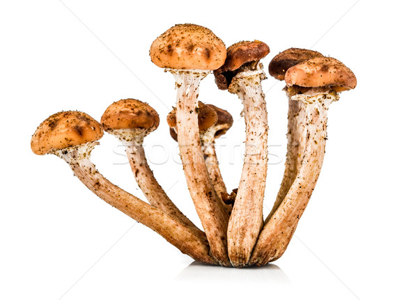 Mushroom a honey agaric Stock photo © cookelma