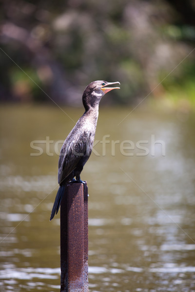 cormorant (Phalacrocorax) Stock photo © cookelma