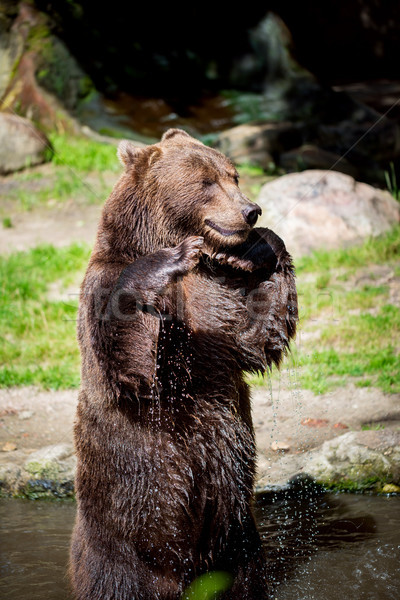 Niedźwiedź brunatny ponosi na północ Ameryki drzewo Zdjęcia stock © cookelma