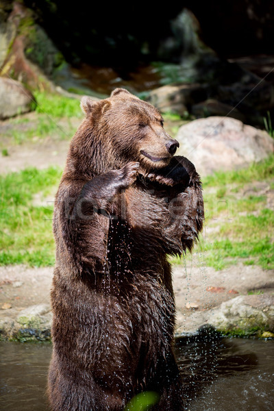 Braunbär tragen nördlich nördlich america Baum Stock foto © cookelma