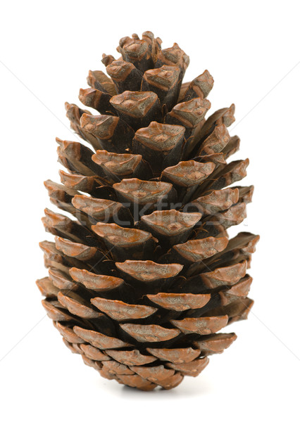 pine cone scale图片