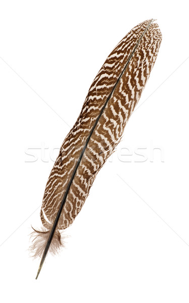 Pheasant feather Stock photo © coprid