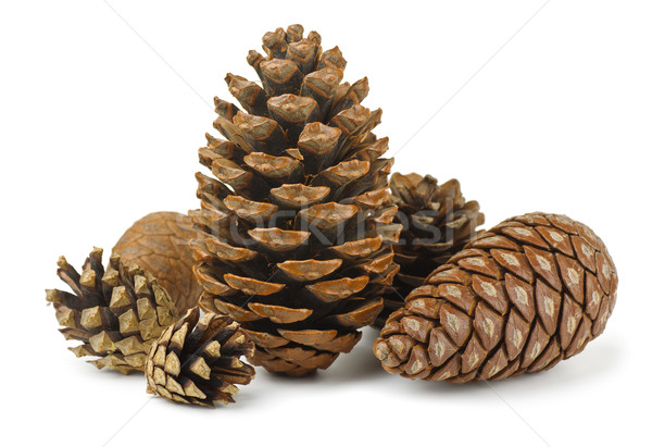 Conifer cones Stock photo © coprid