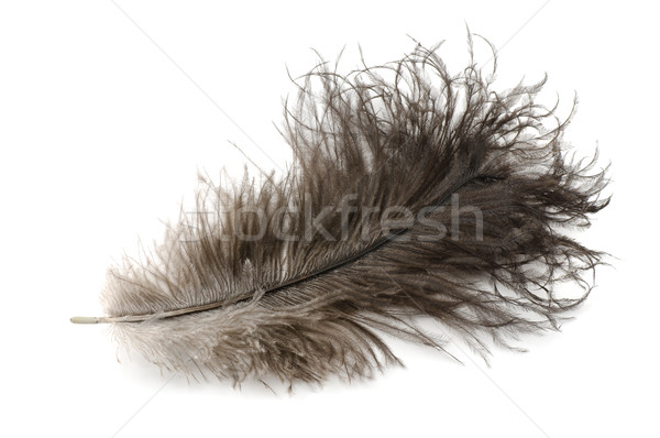 羽毛 ダチョウ 孤立した 白 ファッション 背景 ストックフォト © coprid