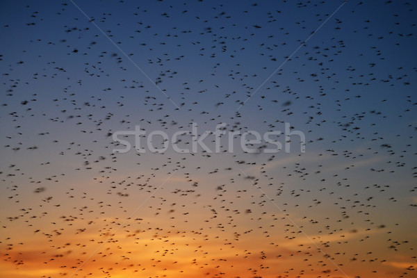 Swarm of mosquitoes Stock photo © coprid