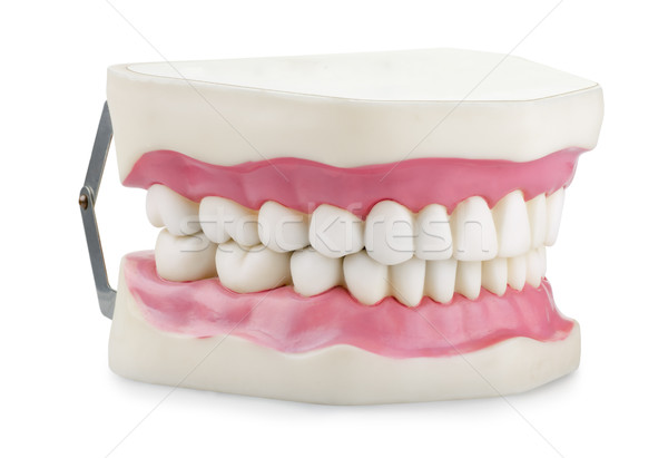Anatomical jaw model Stock photo © coprid