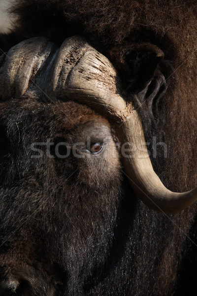 Stock foto: Moschus · ox · Porträt · alten · lange · Horn