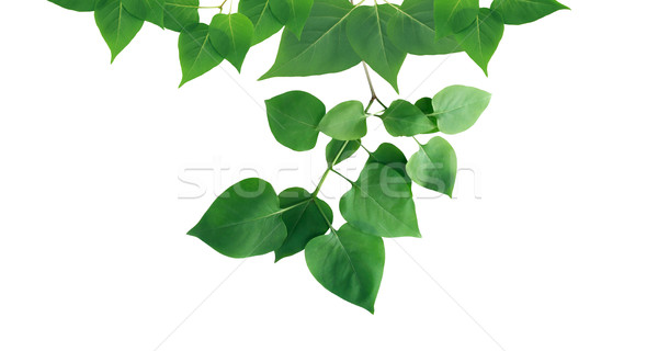 Zielone liście granicy charakter nice liści zdrowia Zdjęcia stock © cosma