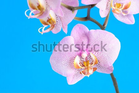 Orchid Flowers Stock photo © cosma