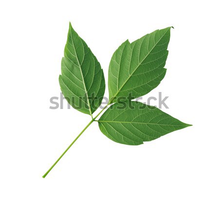 Green Leaves Isolated Stock photo © cosma