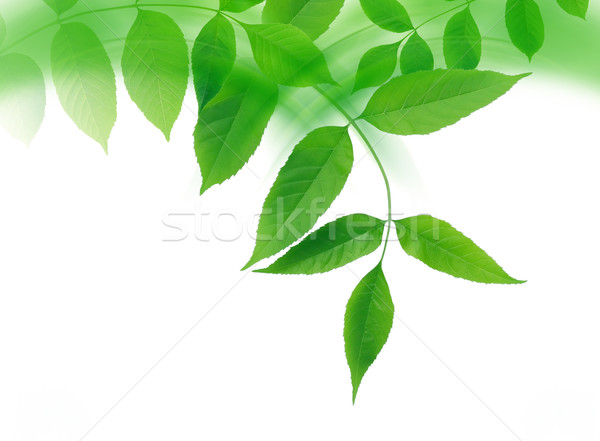 Stock photo: Green Leaves Border