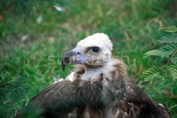 Stock photo: Young Griffon Vulture Portrait