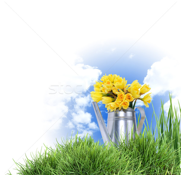 Flowers In Watering Can Stock photo © cosma