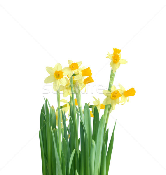 Daffodil Flowers Stock photo © cosma