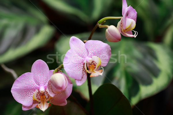 Orchid Blooming Stock photo © cosma