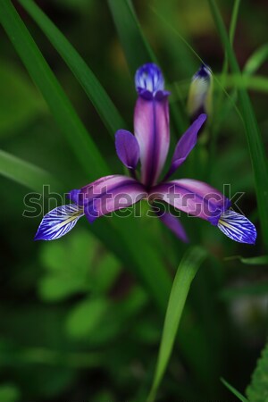 Beautiful Wildflower Stock photo © cosma