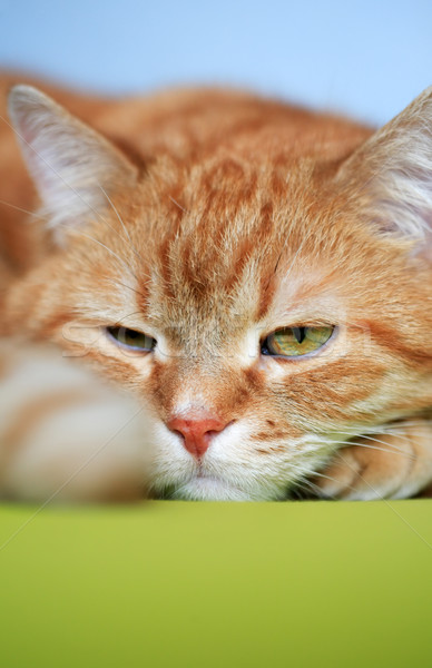 Ginger Cat Stock photo © cosma