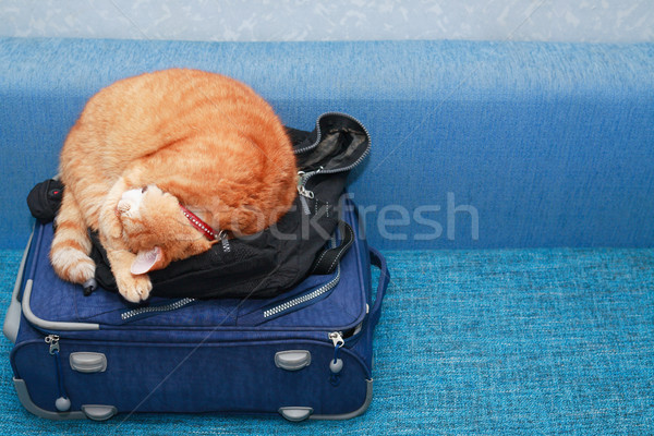 Cat On Suitcase Stock photo © cosma