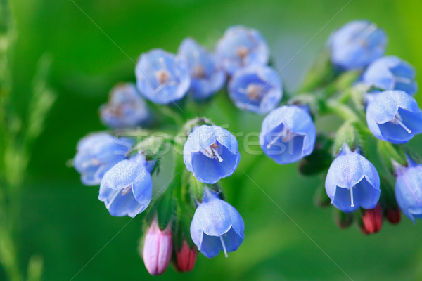 Blauw wildflower mooie groene voorjaar Stockfoto © cosma